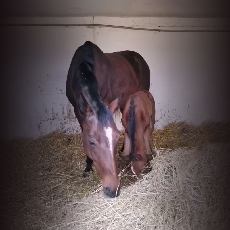 51 konik 1