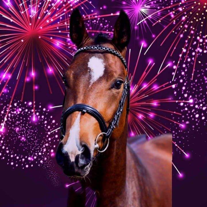 53 silvester kone