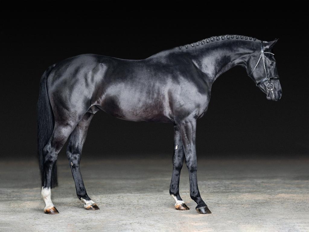 55 sassiere 1